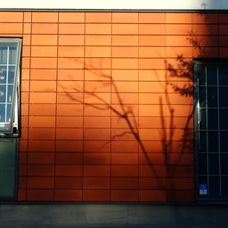 the shadow of a tree, partly with partly without leaves, projected onto a red wall between two windows