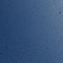 chaotic flock of birds