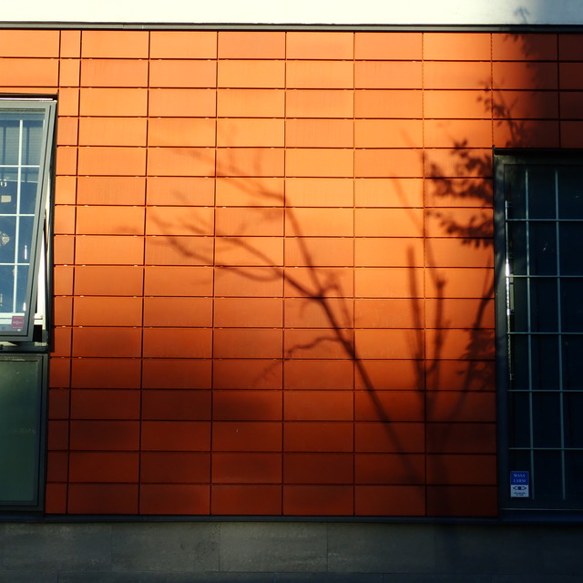 the shadow of a tree, partly with partly without leaves, projected onto a red wall between two windows